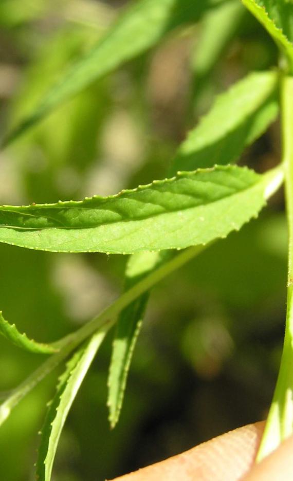 Northern Willow Herb leaves