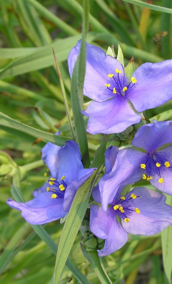 Ohio Spiderwort Flower