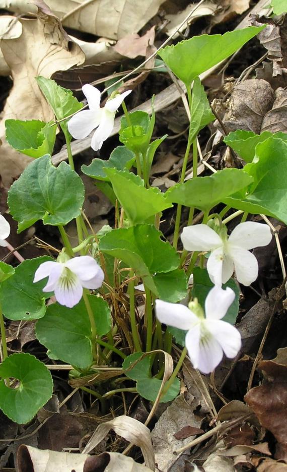 Pale Early Violet habit