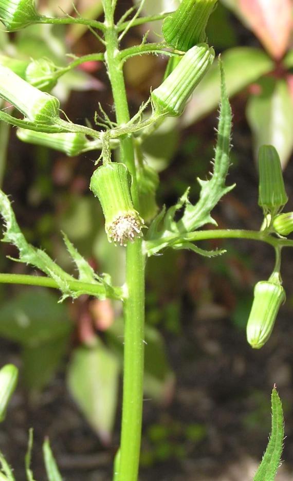 Pilewort flower