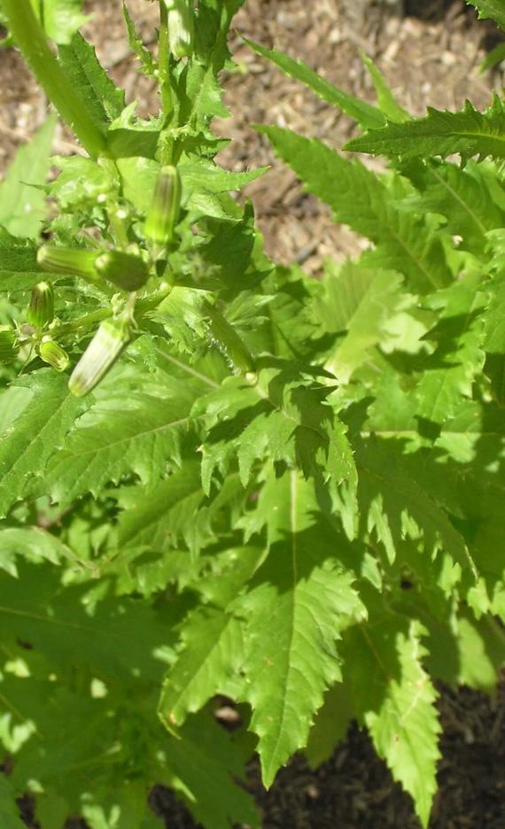 Pilewort habit