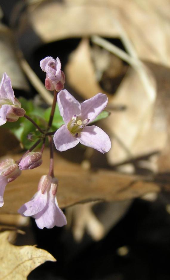 Purple Cress flower