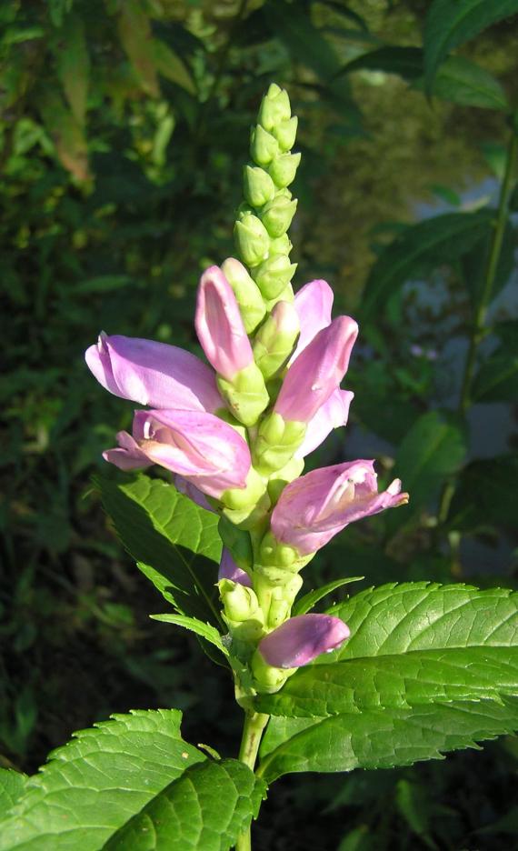 Red Turtlehead