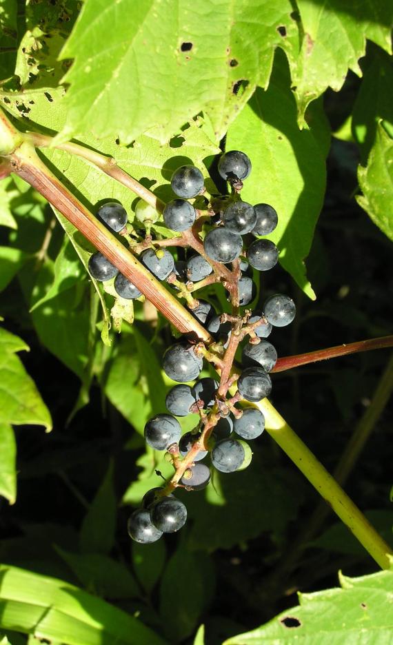 Riverbank Grape fruit