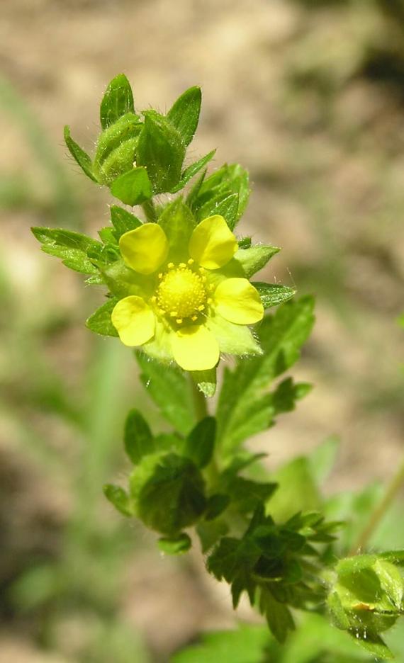 Rough Cinquefoil 
