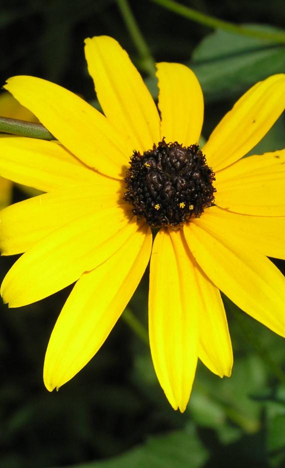 Showy Coneflower flower