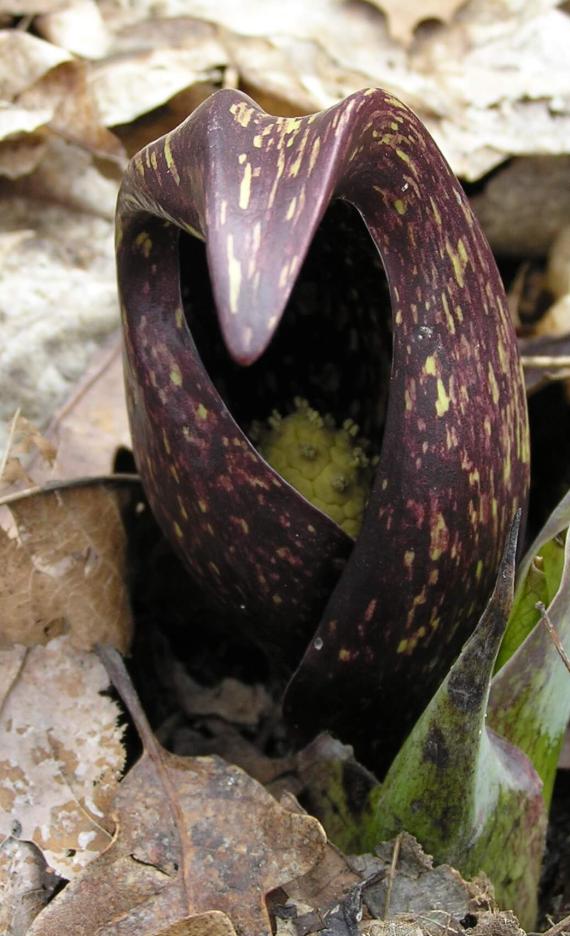 Skunk Cabbage flower