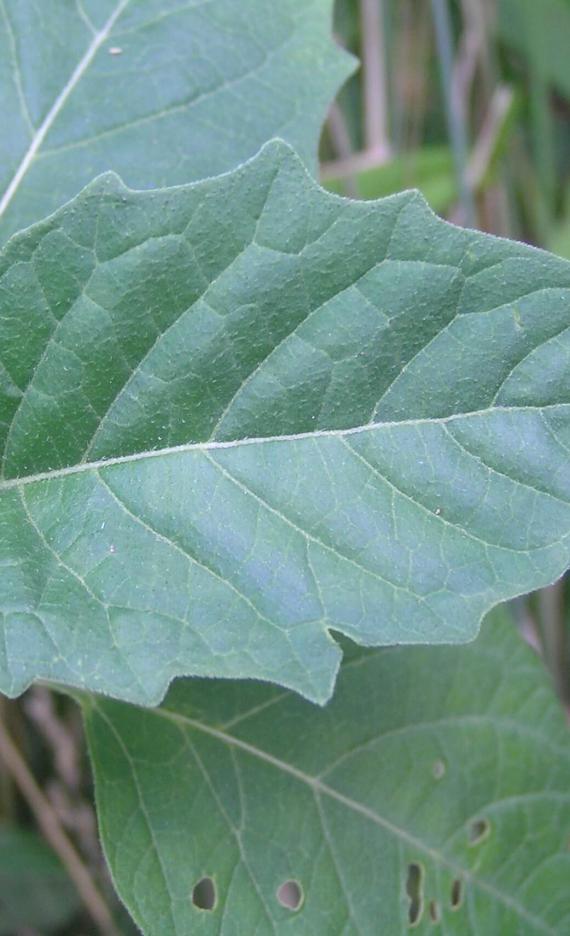 Smooth Ground Cherry leaves