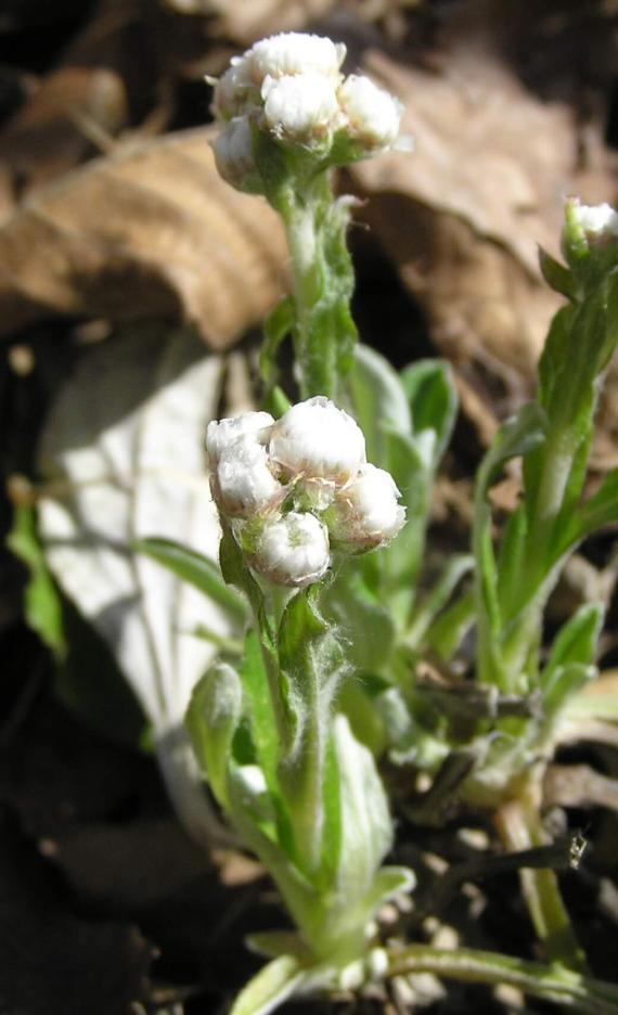 Smooth Pussytoes flower