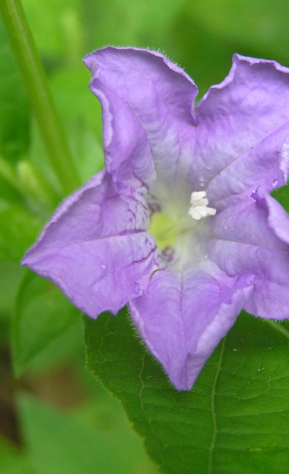 Smooth Ruellia flower