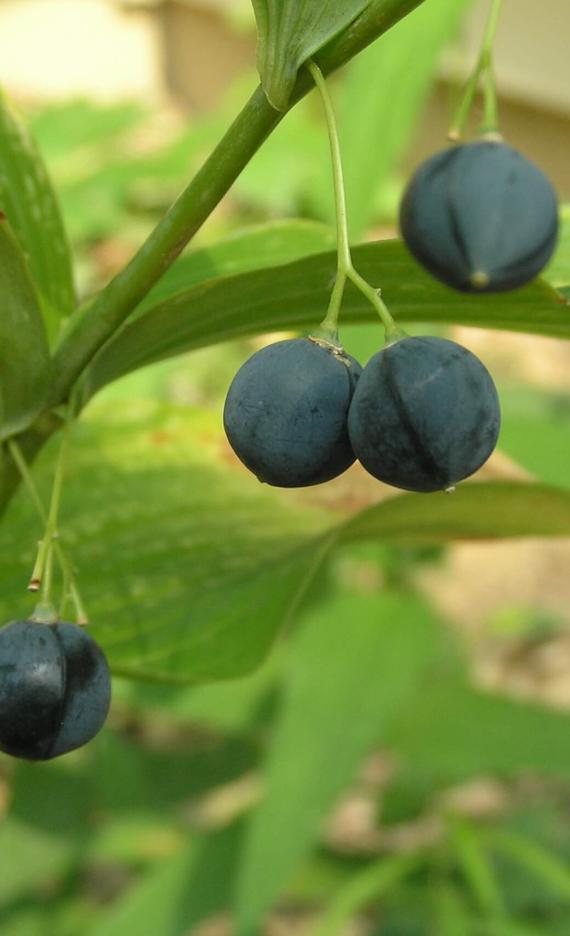 Smooth Solomons Seal fruit