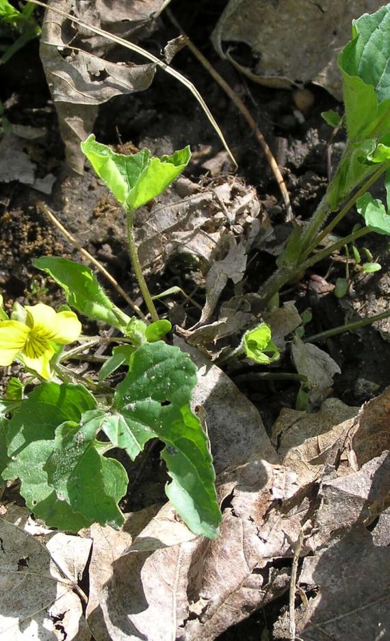 Smooth Yellow Violet habit