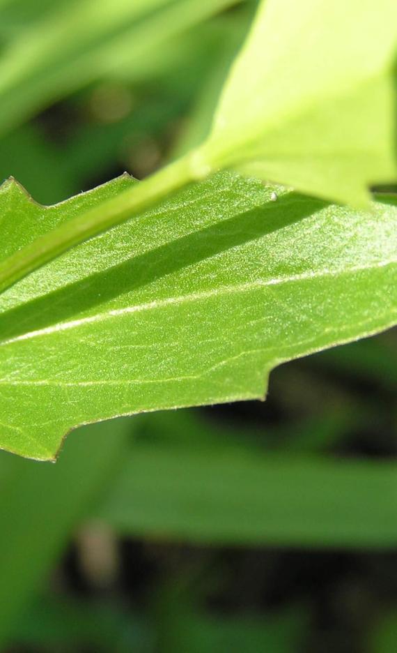Spring Cress leaves