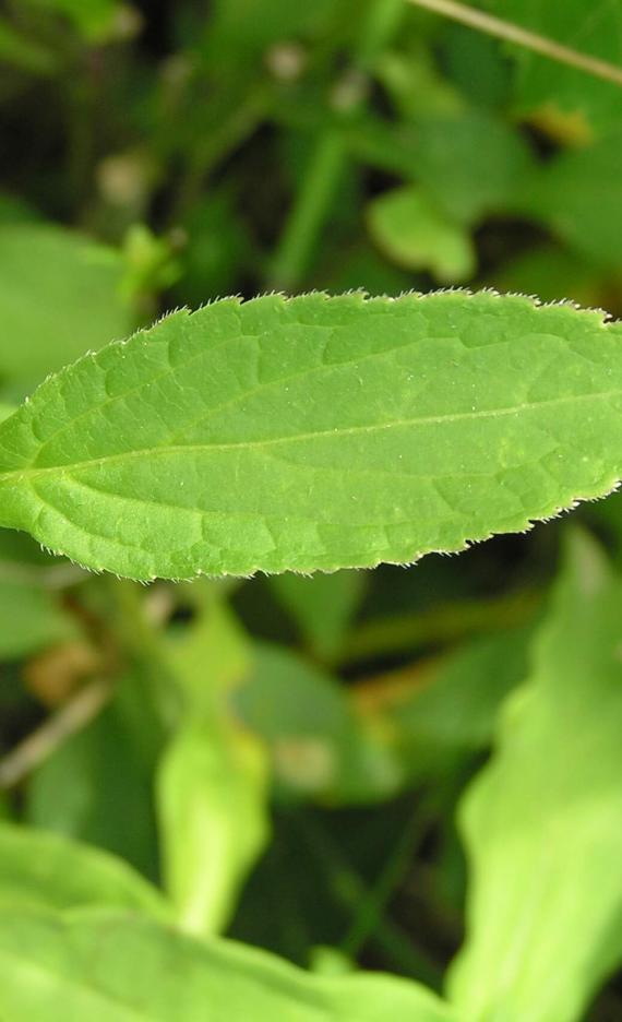 Tall Bellflower leaves