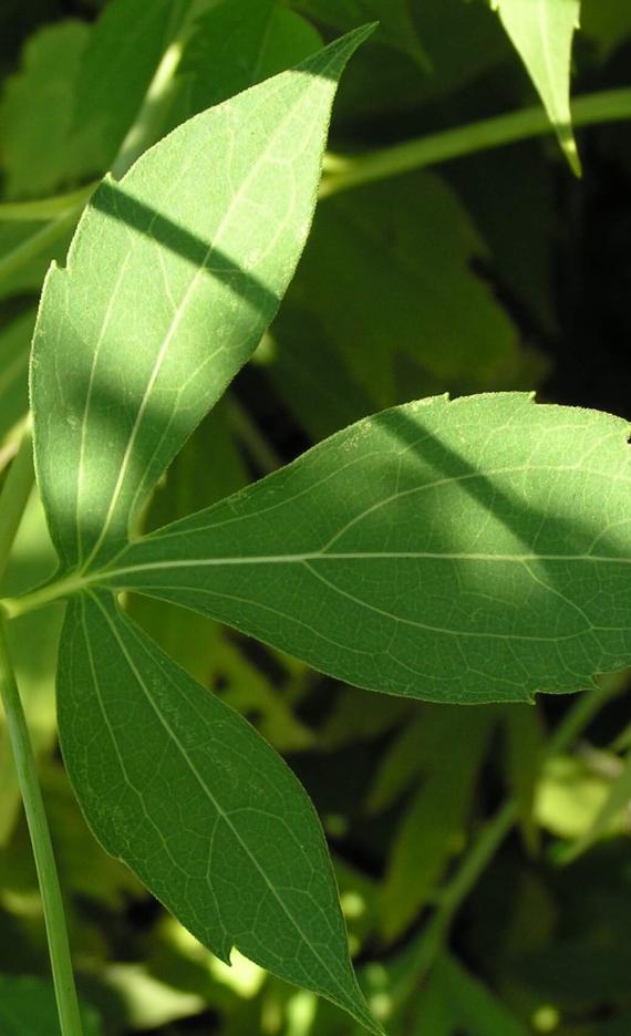 Tall Coneflower leaves