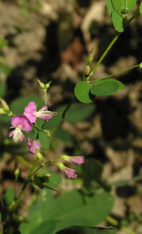Violet Bush Clover flower