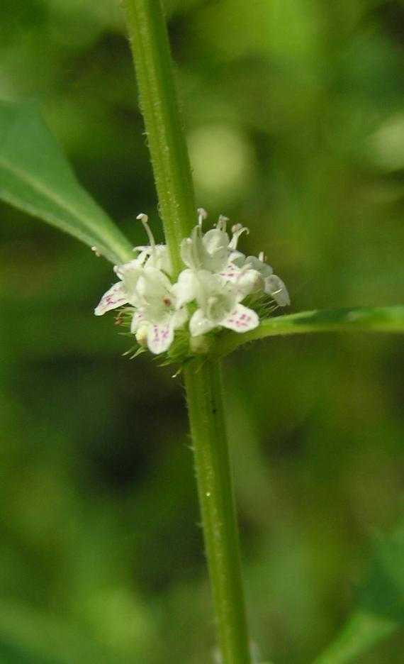 Water Horehound flower