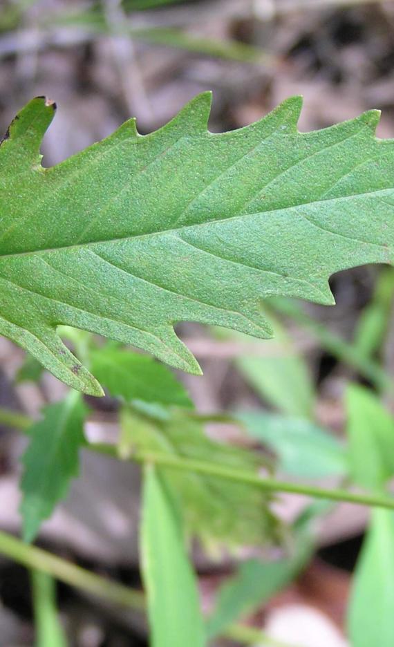 Water Horehound leaves