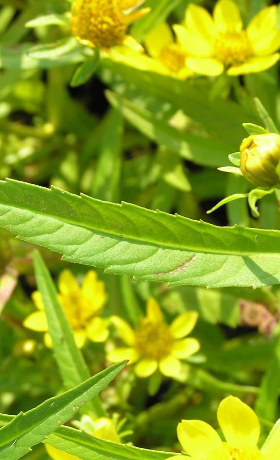 Water marigold leaves