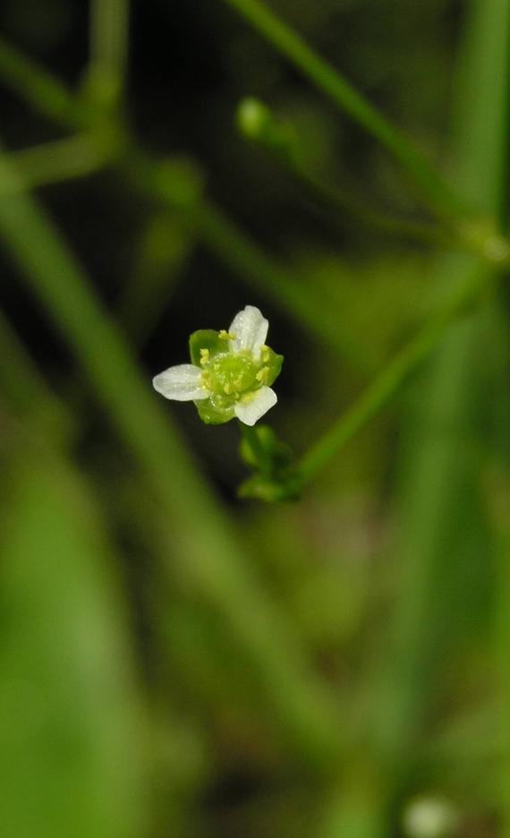 Water Plantain flower