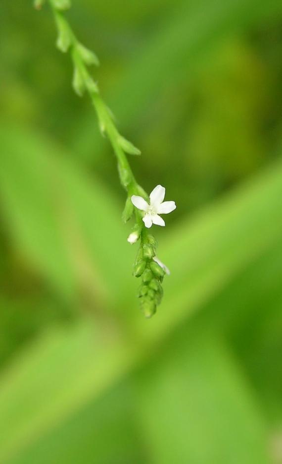 White Vervain flower