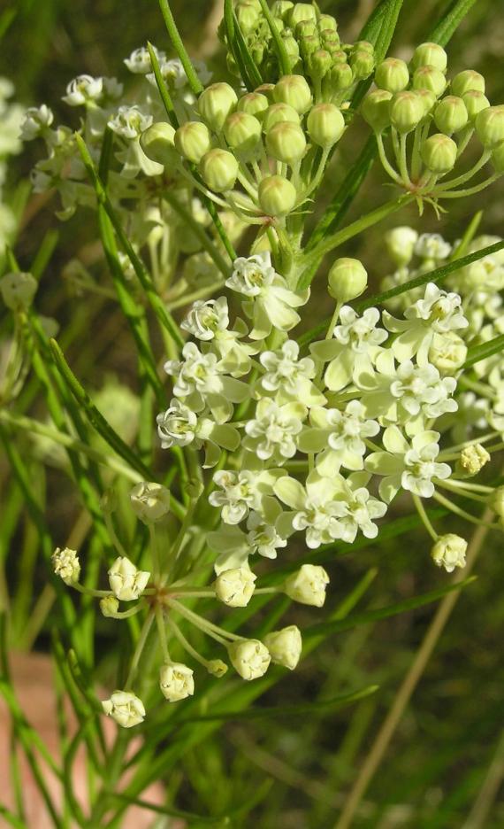 Whorled Milkweed flower