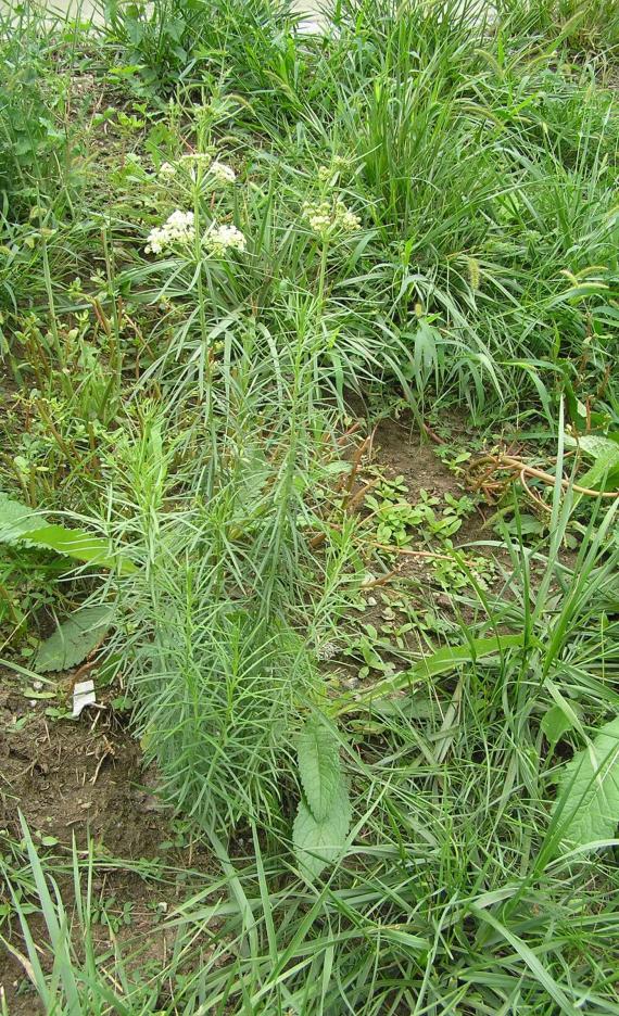 Whorled Milkweed habit