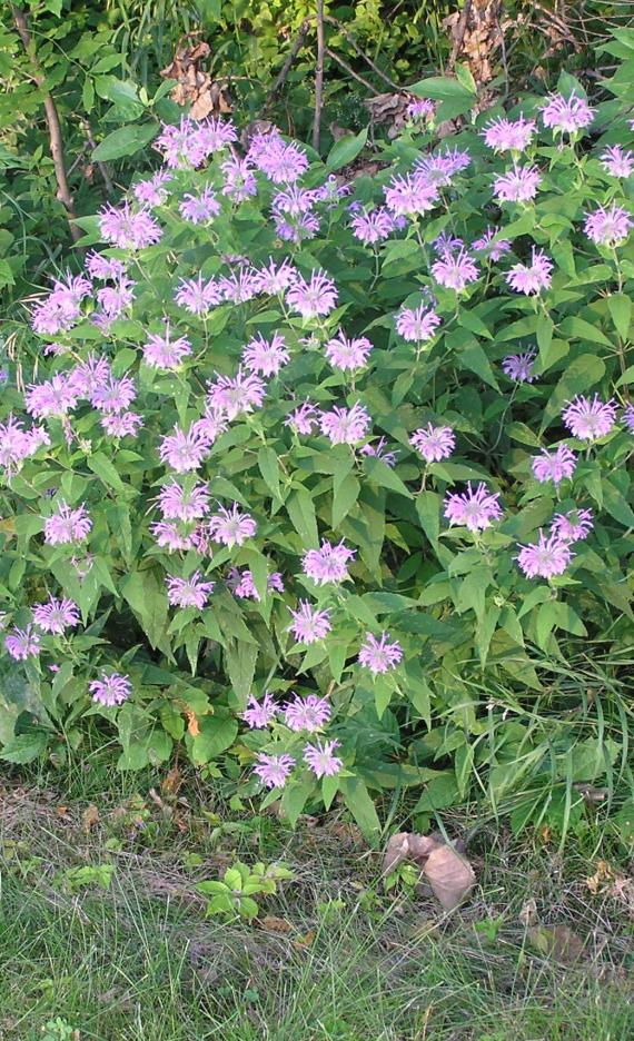 Wild Bergamot habit