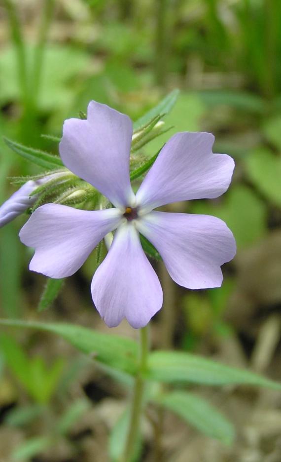 Wild Blue Phlox flower