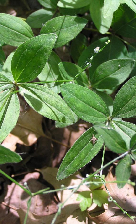 Wild Licorice flower