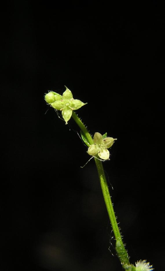 Wild Licorice flower