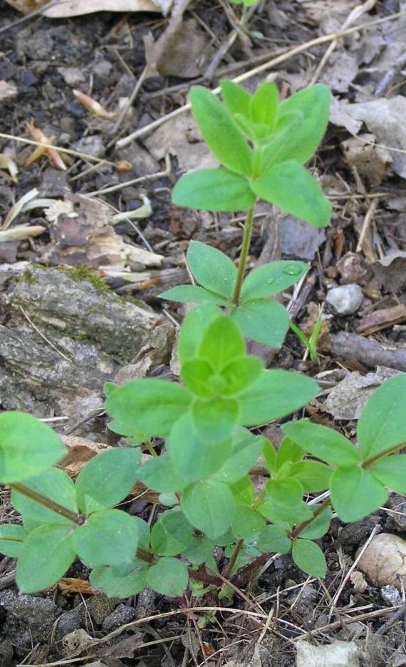Wild Licorice habit