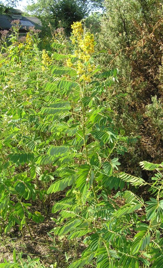 Wild Senna habit