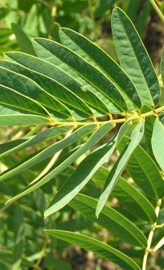 Wild Senna leaves