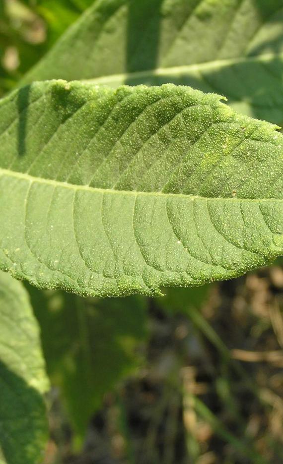 Wingstem leaves