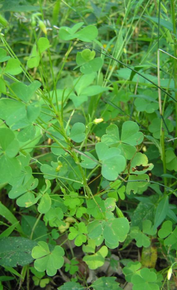 Yellow Wood Sorrel habit