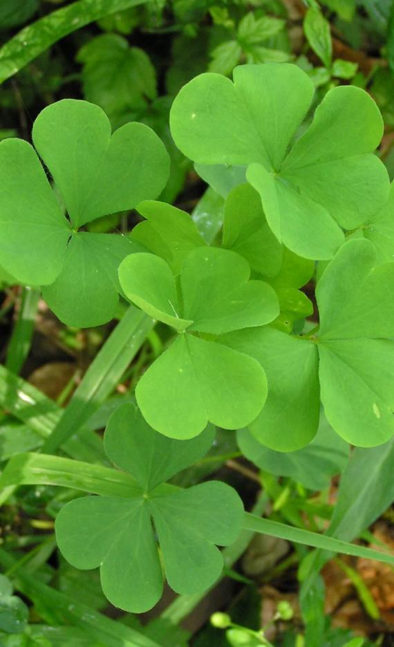 Yellow Wood Sorrel leaves