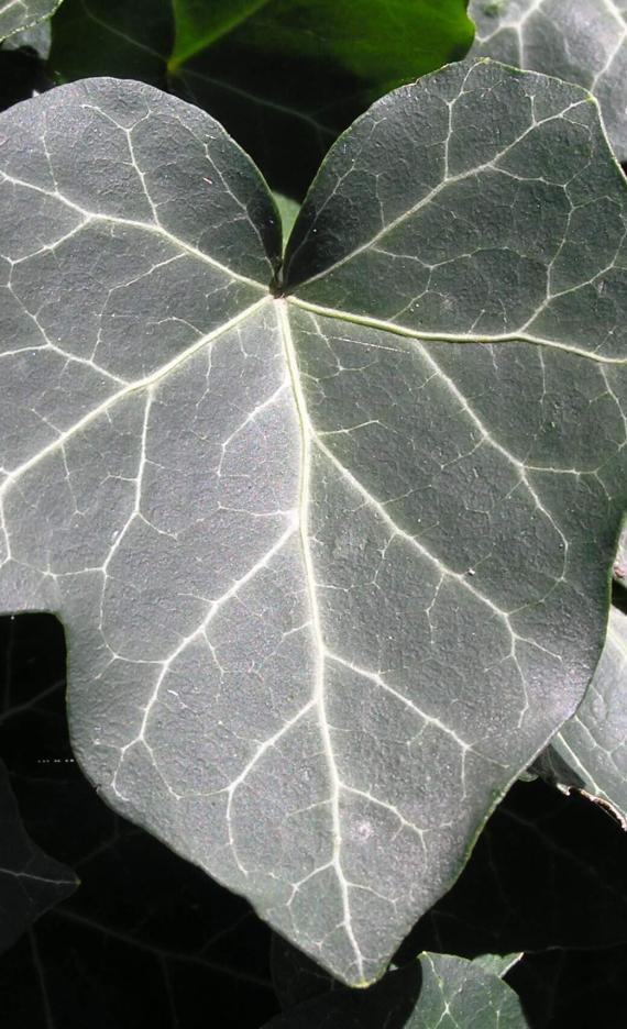 English Ivy leaves