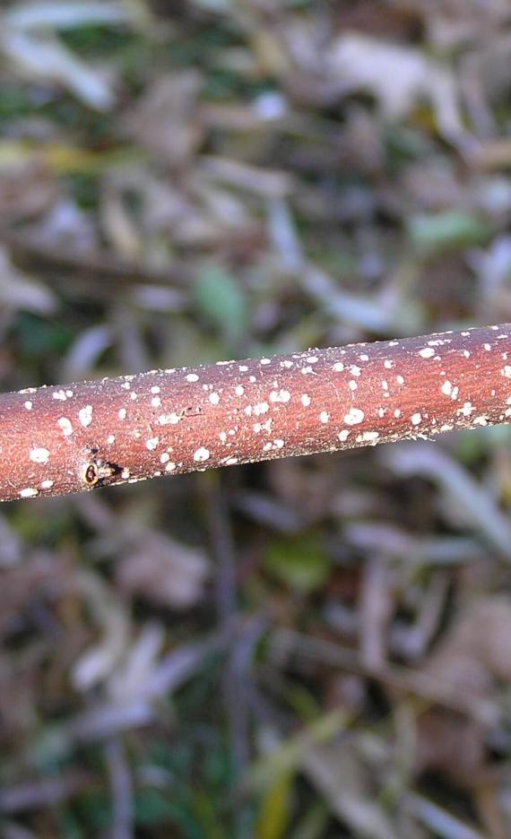 Glossy Buckthorn branch