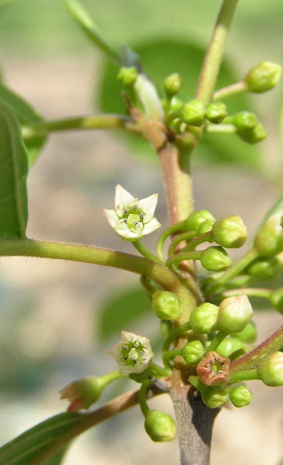 Glossy Buckthorn flower