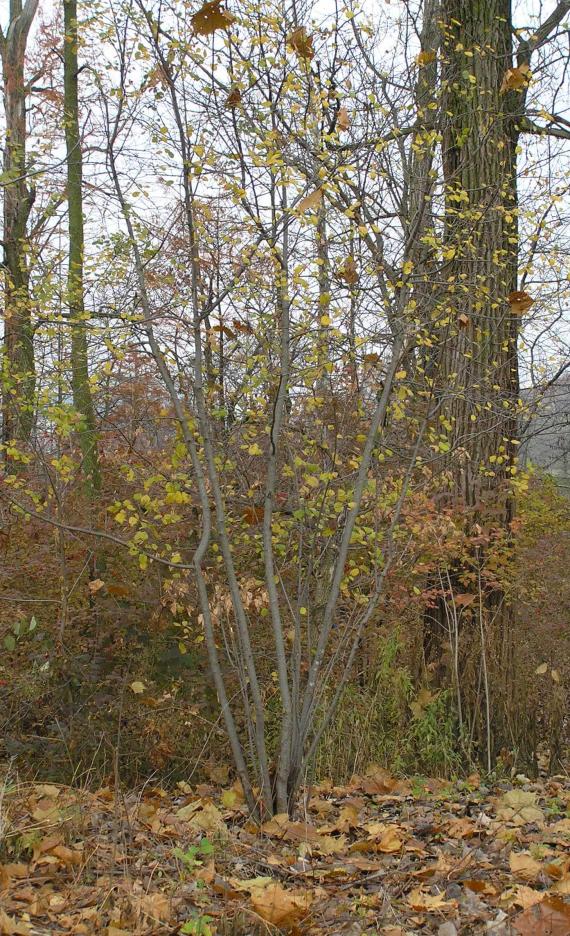 Glossy Buckthorn habit