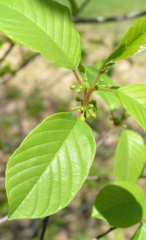 Glossy Buckthorn leaves