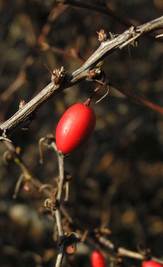 Japanese Barberry fruit