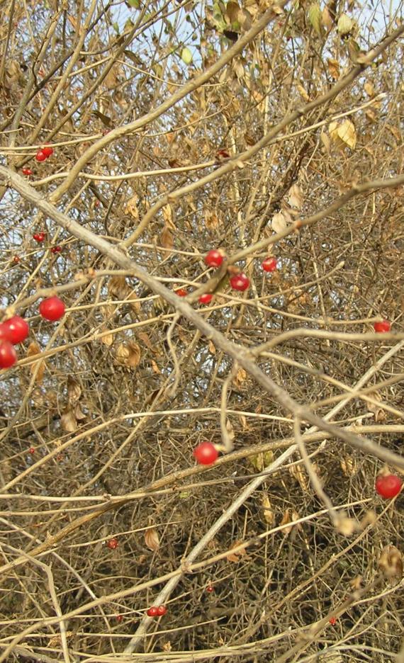 Morrow Honeysuckle branch