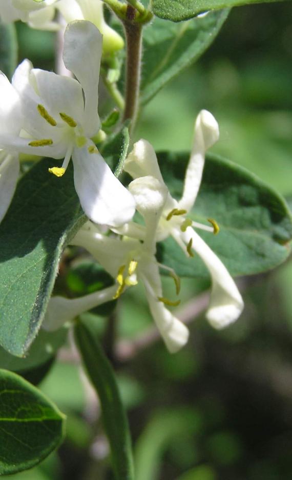 Morrow Honeysuckle flower