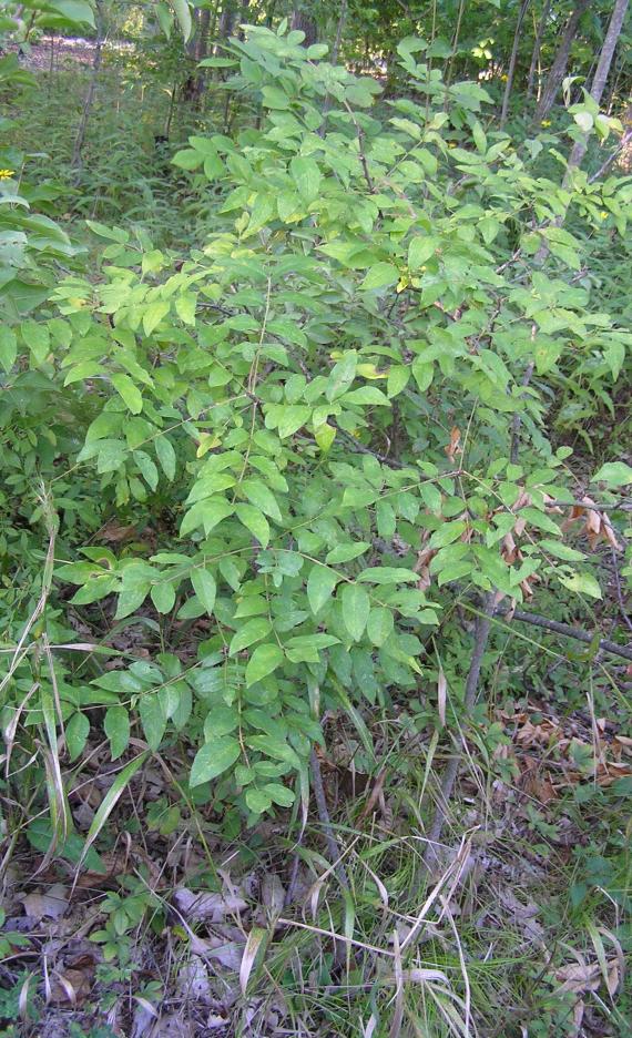 Morrow Honeysuckle habit