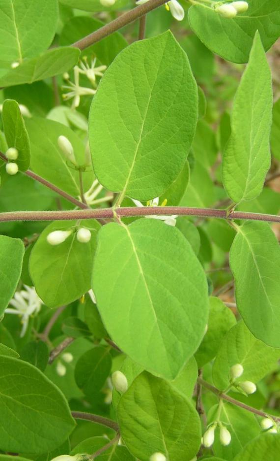 Morrow Honeysuckle leaves