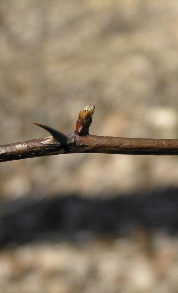 Multiflora Rose bud