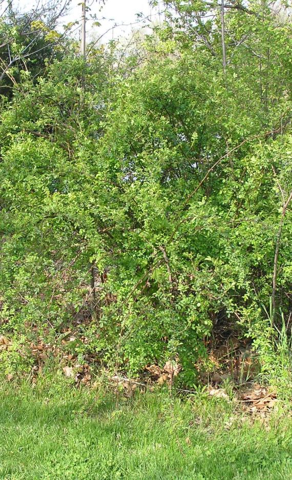 Multiflora Rose habit