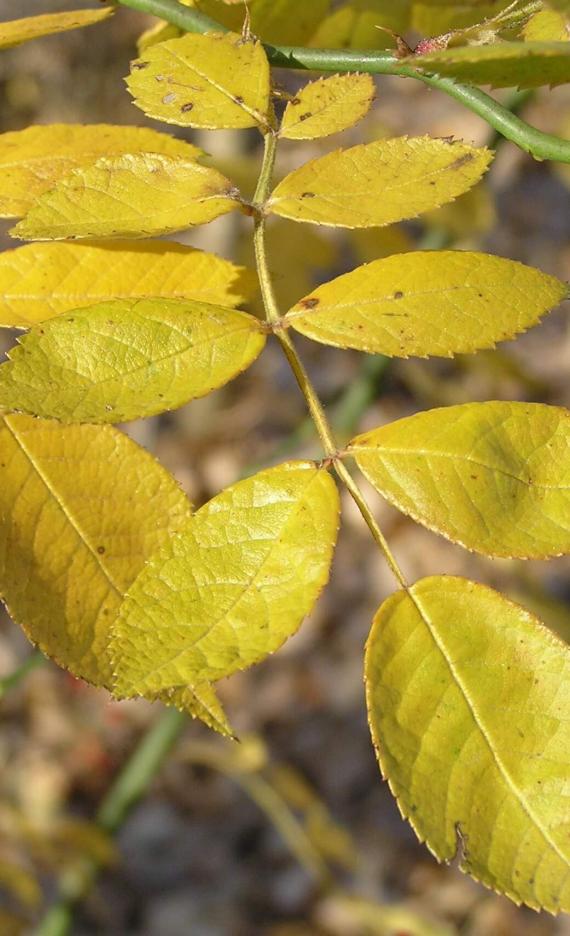 Multiflora Rose leaves